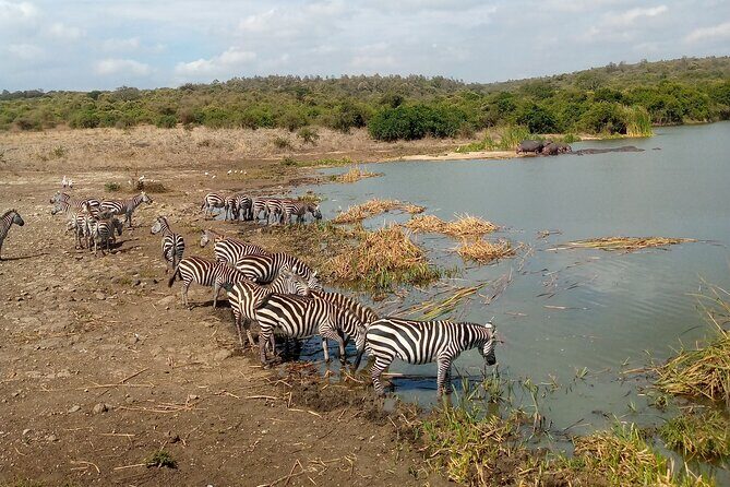 Safari Tour : Nairobi National Park - What you might see: from rhinos and buffaloes to lion cub moments
