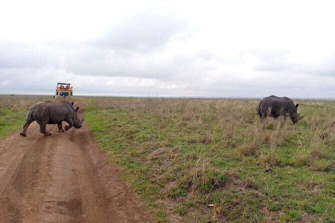 Safari Tour : Nairobi National Park - The viewpoint break and picnic-style reset inside the park