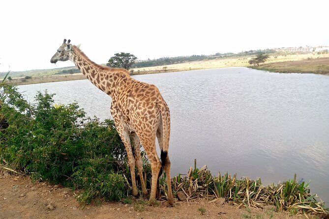Safari Tour : Nairobi National Park - Guide style on the open-van drive: why it changes your experience