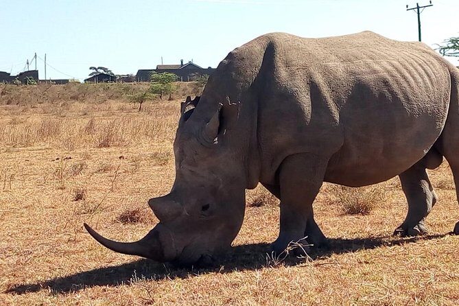 Safari Tour; Nairobi National Park - Value at about $43.50: what you’re really paying for