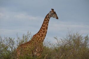 Samburu/ Aberdare/ Lake Nakuru/ Masai Mara 7 Days Safari - Samburu National Reserve: Grevy Zebras and Reticulated Giraffes