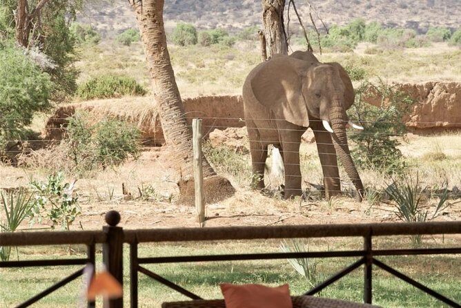 Samburu/ Aberdare/ Lake Nakuru/ Masai Mara 7 Days Safari - Maasai Mara National Reserve: the Big Five plus migration rhythm