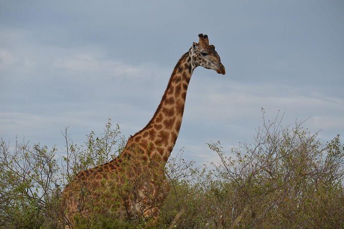 Samburu/ Aberdare/ Lake Nakuru/ Masai Mara 7 Days Safari - Samburu National Reserve: Grevy Zebras and Reticulated Giraffes