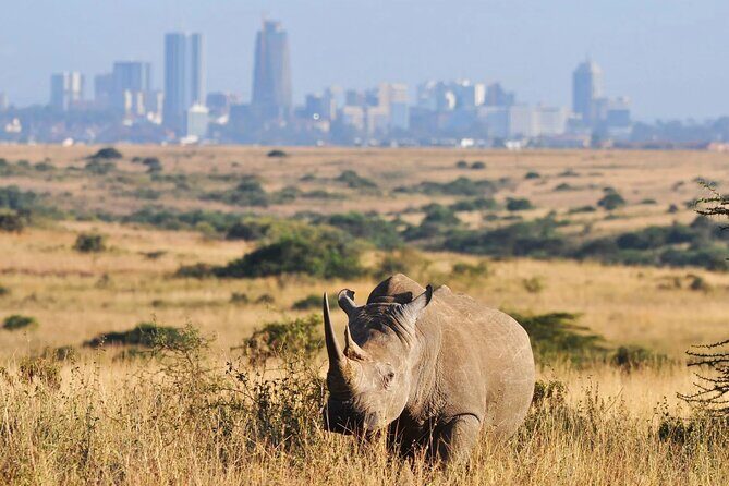 Shared Nairobi National Park Safari Tour - Key Highlights That Matter