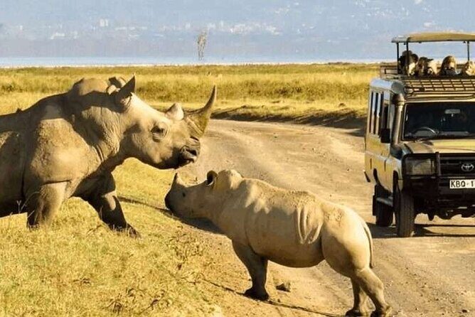 Shared Nairobi National Park Safari Tour - Why Nairobi National Park Feels Different From a Typical Safari