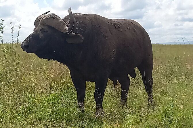 Shared Nairobi National Park Safari Tour - Inside Nairobi National Park: Open-Roof Game Drive and Animal Chances