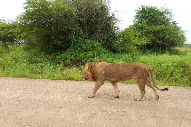 Shared Nairobi National Park Safari Tour - Price and Logistics: How the $80 Tour Becomes a Full-Day Budget