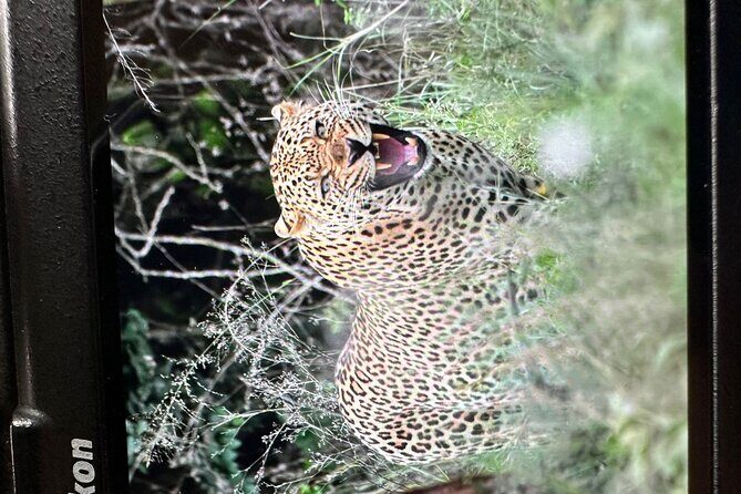 Shared Nairobi National Park Safari Tour - Small Group Size: Why Up to 8 Travelers Helps Your Viewing