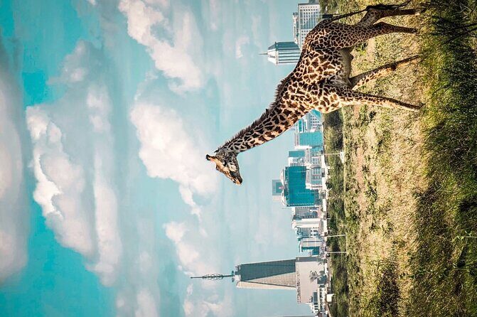 Shared Nairobi National Park Safari Tour - Who This Safari Is Best For (and Who Might Feel Unsatisfied)