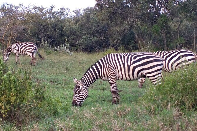 Shared Nairobi National Park Safari Tour - The 5-Hour Format: Timing, Transport, and What You Actually Get