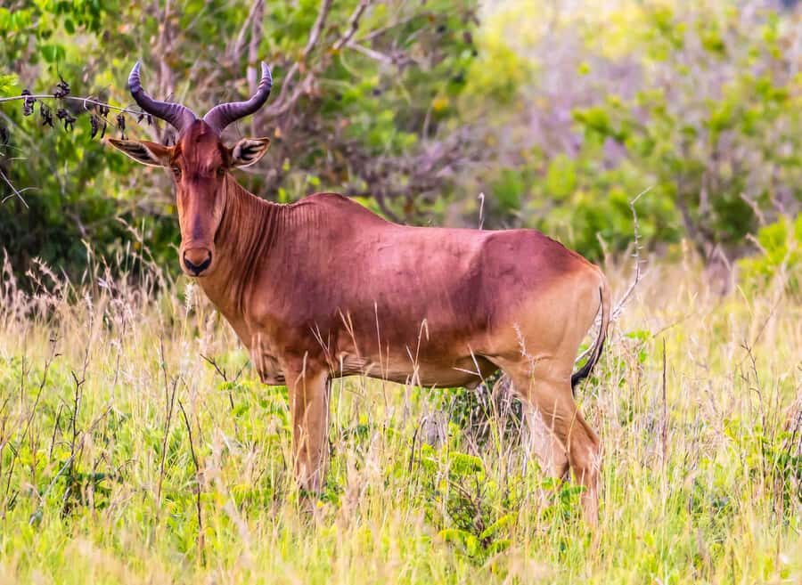 Shimba Hills Day Safari & Sheldrick Falls Hike Private Tour - Sheldrick Falls: how to enjoy the cascade and the pool