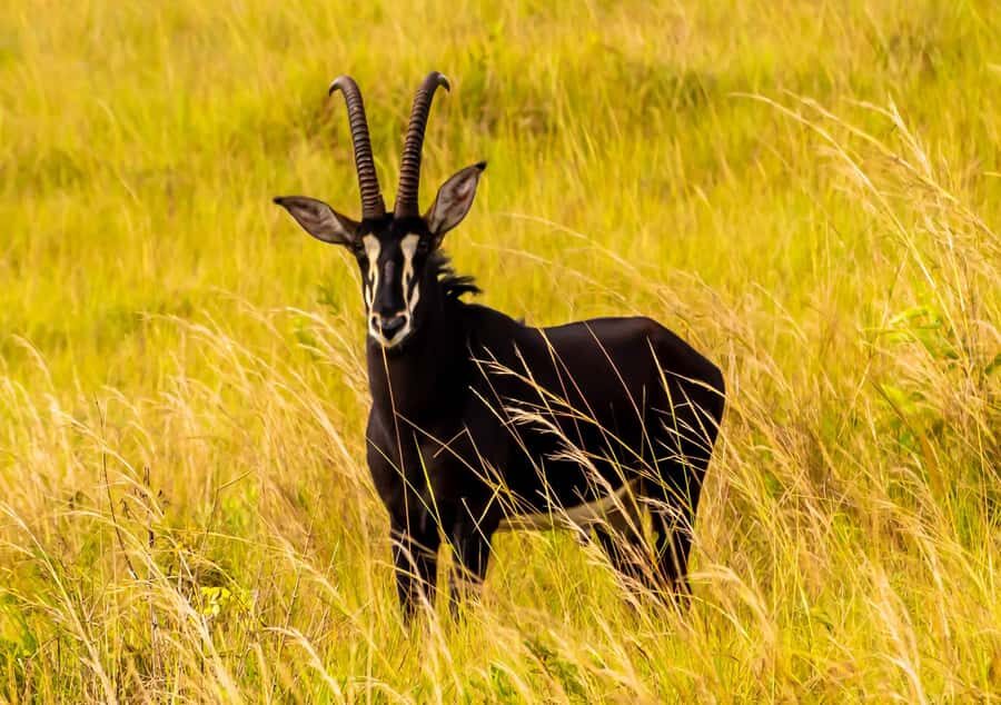 Shimba Hills Day Safari & Sheldrick Falls Hike Private Tour - Shimba Green Lodge lunch and pool time: why the refuel matters