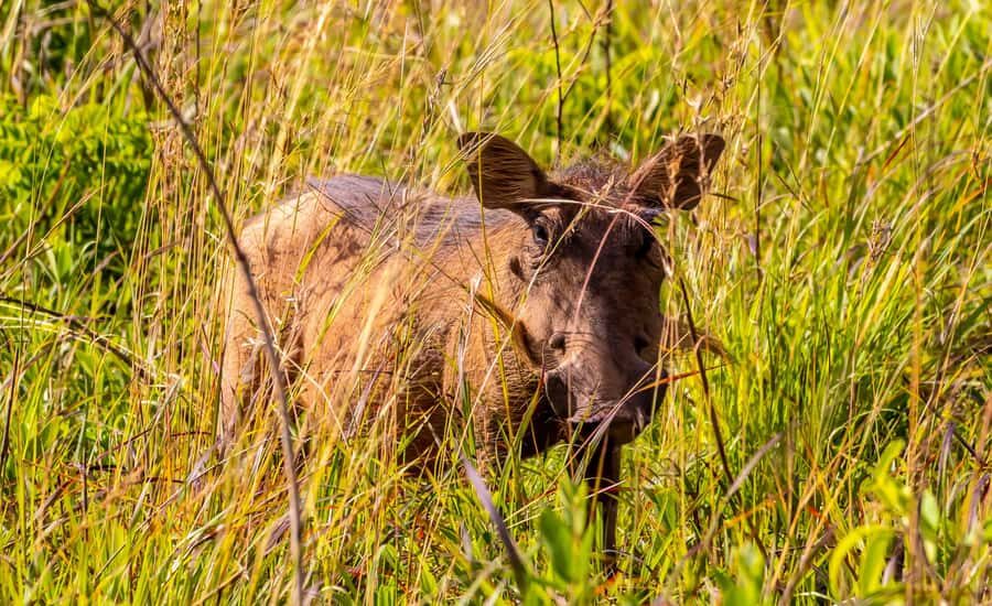 Shimba Hills Day Safari & Sheldrick Falls Hike Private Tour - Who should book this Shimba Hills and Sheldrick Falls day?