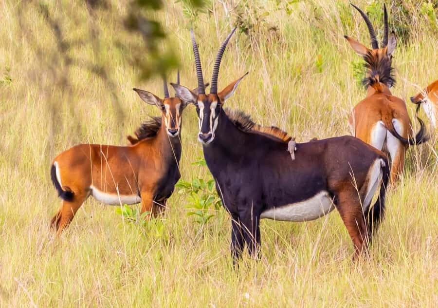 Shimba Hills Day Safari & Sheldrick Falls Hike Private Tour - Wildlife spotting rhythm: what you can control, and what you can’t
