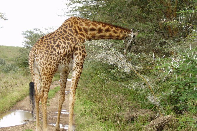 Small Group Budget Tour to Hells Gate National Park and Lake Naivasha Boat Ride - Lunch on your schedule and timing back to Nairobi