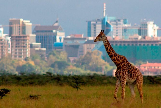 Small group tour to Nairobi park baby and optional Baby Elephants - Key highlights to know before you go