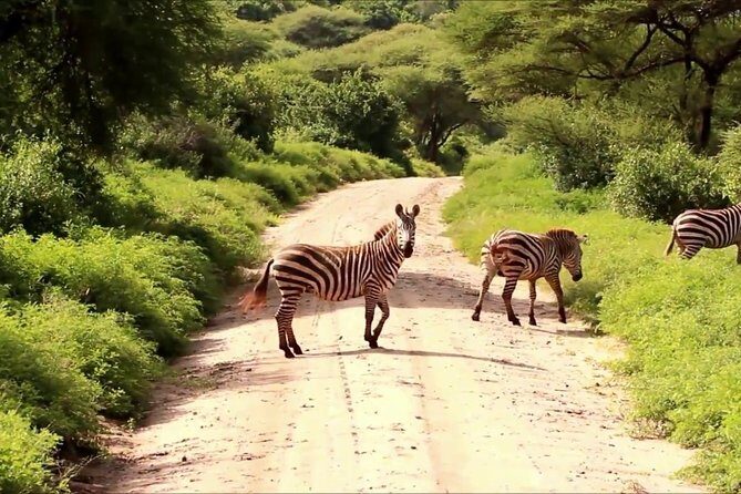 Small group tour to Nairobi park baby and optional Baby Elephants - Why Nairobi National Park at sunrise hits different