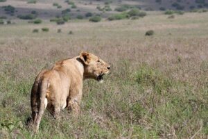 Small group tour to Nairobi park baby and optional Baby Elephants - Pickup at 6:00am, and why it’s part of the value