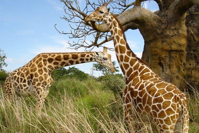 Small group tour to Nairobi park baby and optional Baby Elephants - Optional baby elephant orphanage visit: how to budget and plan