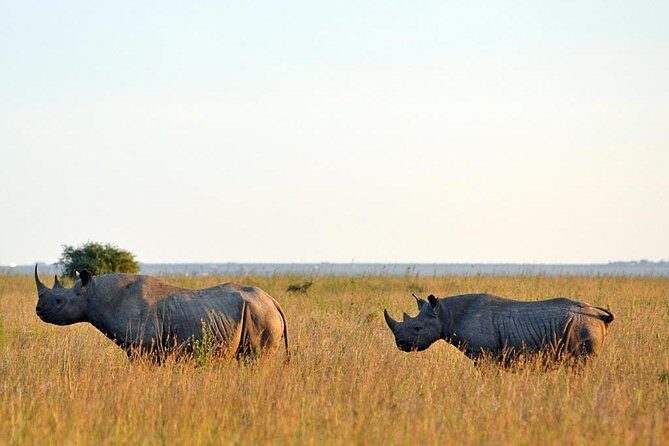 Small group tour to Nairobi park baby and optional Baby Elephants - Included costs versus add-ons: keep your money plan clean