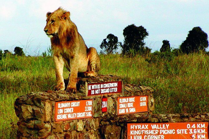 Small group tour to Nairobi park baby and optional Baby Elephants - Duration and pacing: a half-day safari that still feels full