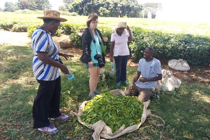 Tea Farm Experience at Riara Tea Farm And Factory Tour - Key Highlights to Know Before You Go