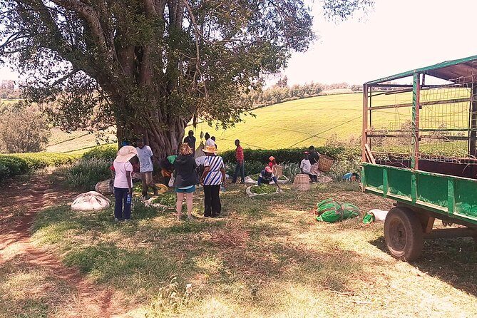 Tea Farm Experience at Riara Tea Farm And Factory Tour - The Factory Tour in Limuru: From Leaves to Quality