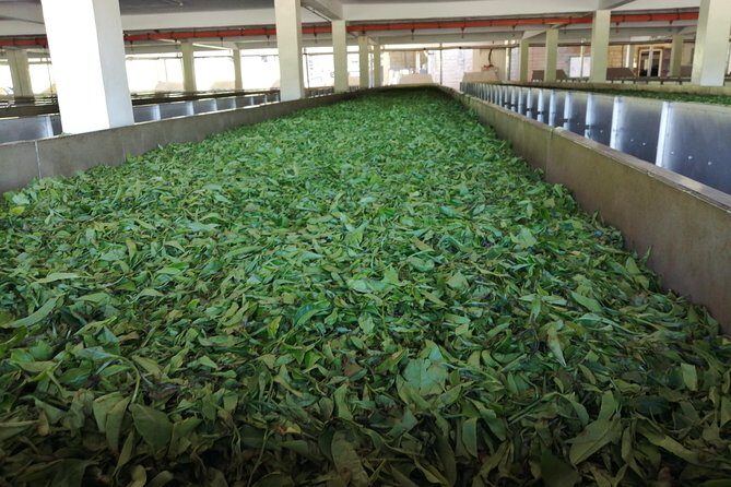 Tea Farm Experience at Riara Tea Farm And Factory Tour - The Views: Ngong Hills and Yatta Plateau in the Distance