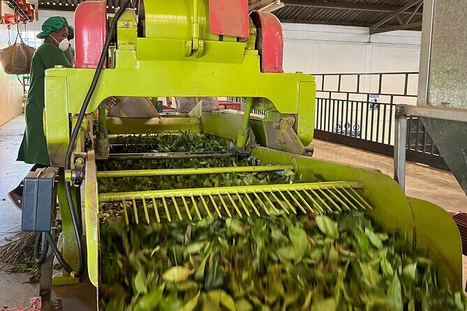 Tea Farm Experience at Riara Tea Farm And Factory Tour - Pass-By Limuru Town: A Quick Local Reality Check