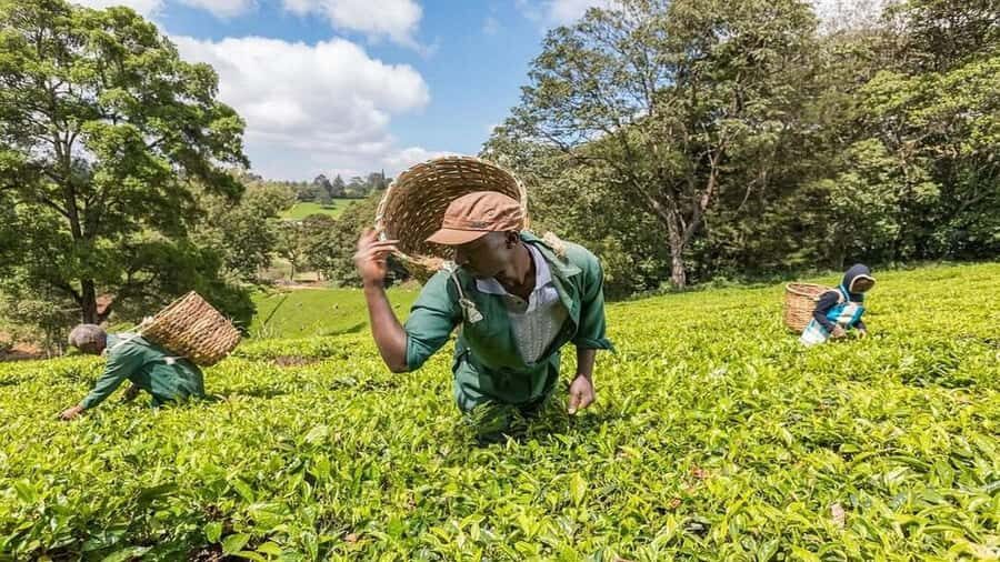 Tea Farm Tour From Nairobi (Kiambethu). - Quick hits before you go