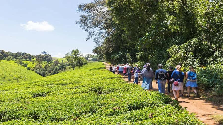 Tea Farm Tour From Nairobi (Kiambethu). - Price and value: what you pay, what’s extra, and what to watch