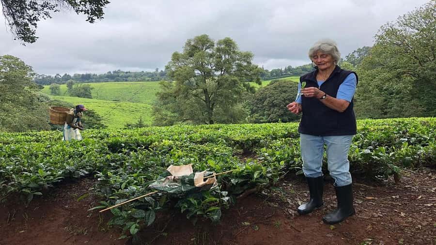 Tea Farm Tour From Nairobi (Kiambethu). - The main drawback: expectations about tea-field walking
