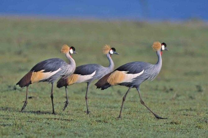 Tour: Giraffe Center and Nairobi National Park - A city safari day: why Nairobi National Park plus Giraffe Centre works
