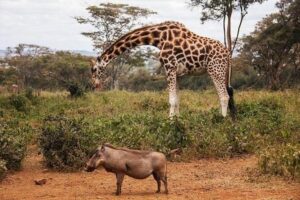 Tour: Giraffe Center and Nairobi National Park - Giraffe Centre: endangered giraffes, feeding time, and conservation learning