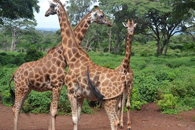 Tour: Giraffe Center and Nairobi National Park - The Nairobi National Park game drive: three hours from the main gate