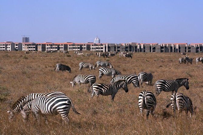 Tour: Giraffe Center and Nairobi National Park - Transportation and comfort: the pop-up roof safari van is a real upgrade