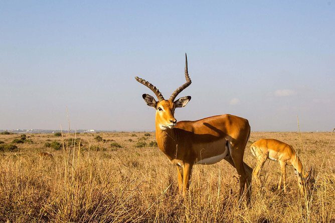 Tour: Giraffe Center and Nairobi National Park - What to expect at each stop, minus the guesswork