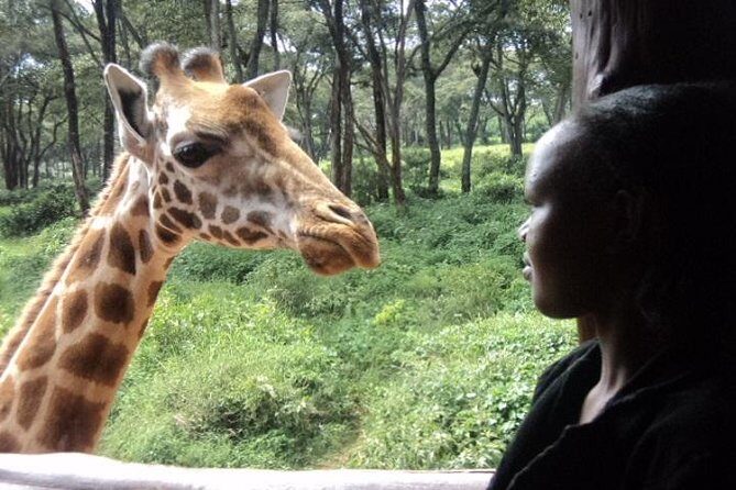 Tour to Giraffe Center from Nairobi - Why this Karen suburb visit feels different from other giraffe spots