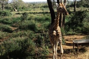 Tour to Giraffe Center from Nairobi - Your 3 hours around the centre: pickup, guided visit, and wrap-up