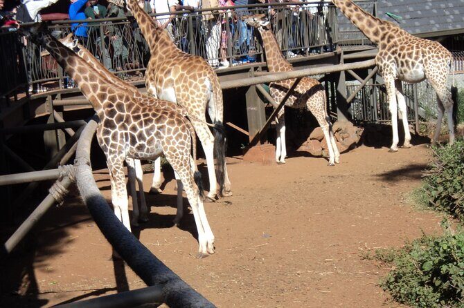 Tour to Giraffe Center from Nairobi - Meeting your guide: what you learn before you get to the giraffes