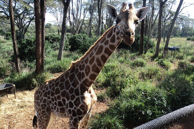 Tour to Giraffe Center from Nairobi - Entering the Giraffe Centre: semi-wild viewing with warthog neighbors