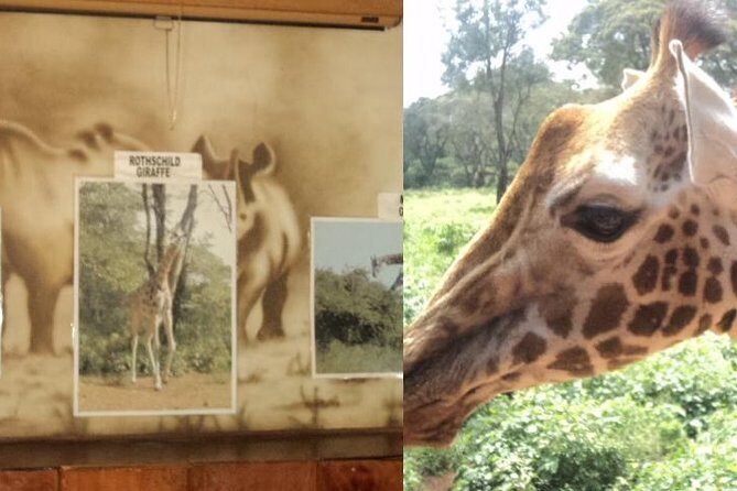 Tour to Giraffe Center from Nairobi - Feeding moments and photo tips that actually help