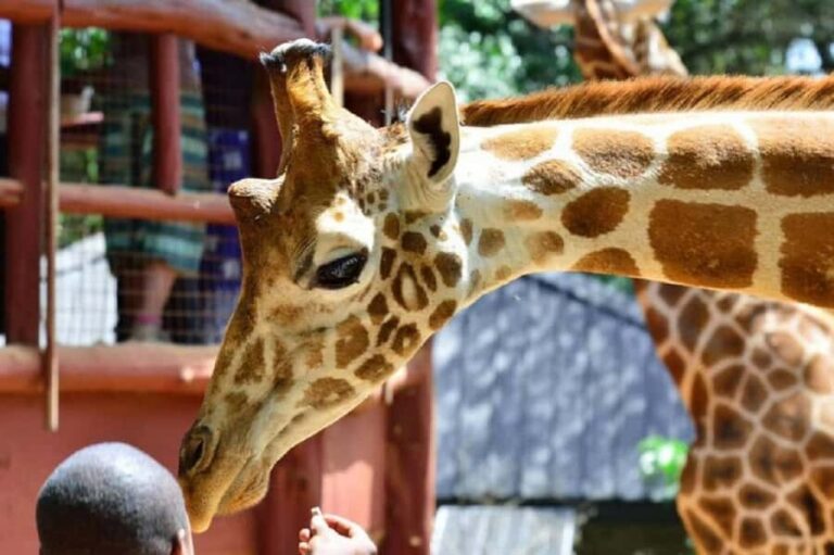 Tour to Giraffe Center from Nairobi - Your 3 hours around the centre: pickup, guided visit, and wrap-up