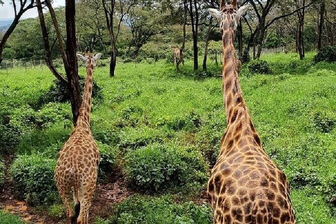 Tour to Giraffe Center from Nairobi - Time management: how the 3-hour total really works