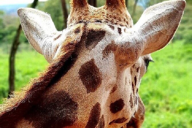 Tour to Giraffe Center from Nairobi - Price and value: is $65 worth it for a short outing?