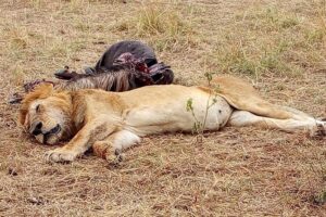 Tsavo National Park Small group Day trip - Inside Tsavo: game drives where elephants and big cats are the main event