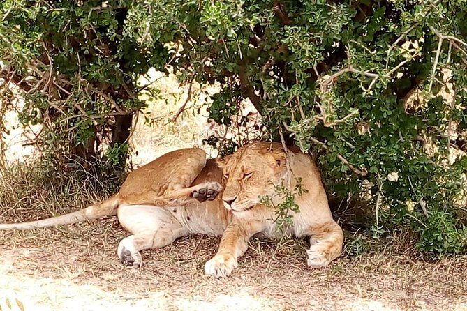 Tsavo National Park Small group Day trip - Aruba Dam area: a smart stop for animal-at-the-water moments