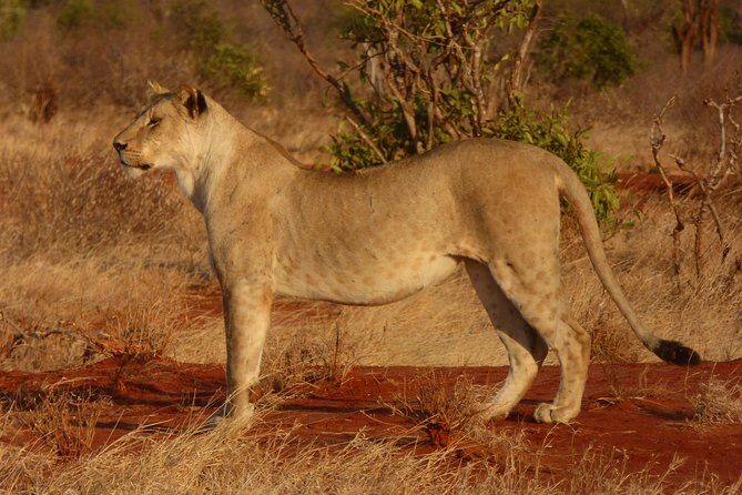 Tsavo National Park Small group Day trip - Timing, lunch, and the true budget (entry fees are separate)