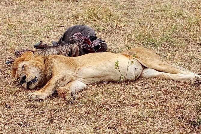 Tsavo National Park Small group Day trip - What’s included (and what you’ll want to bring)