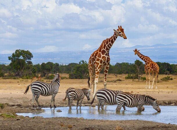 Ultimate 12 Days Private Safari Tour in Kenya and Tanzania - Day 1: Ol Pejeta Conservancy from Nairobi, with rhinos and lions in sight